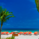 a palm tree and umbrellas on a beach