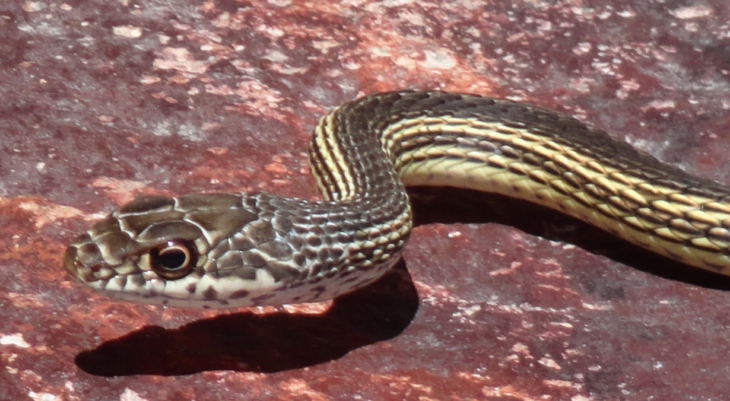 a snake on a rock