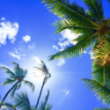 a group of palm trees under a blue sky