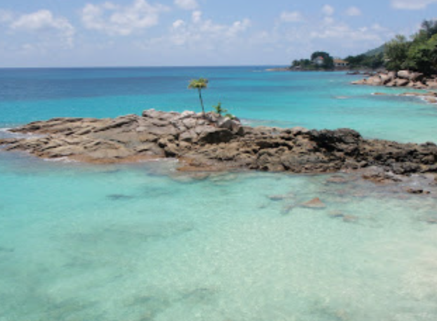 a rocky beach with a palm tree