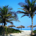 palm trees on a beach