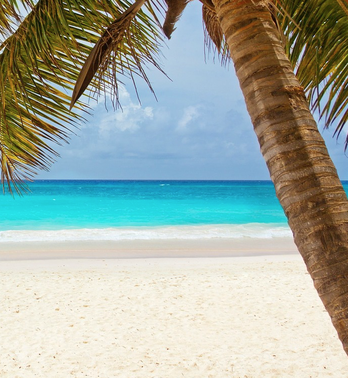 palm trees on a beach