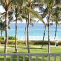 a palm trees and a beach