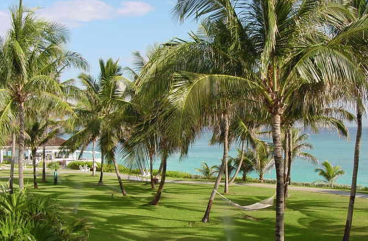 a palm trees and hammocks on a beach