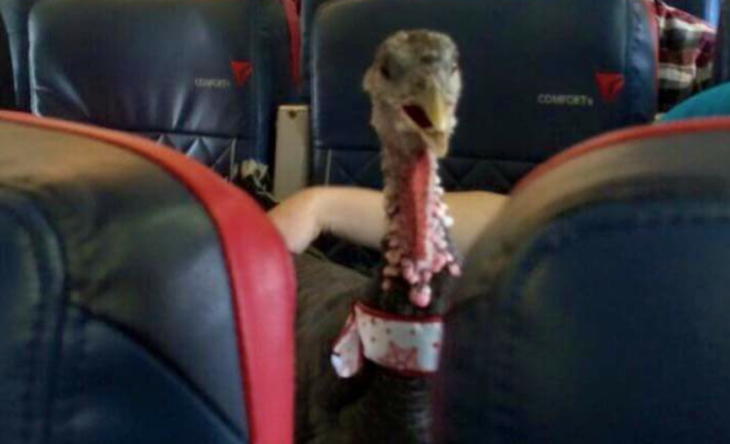 a turkey with a red and white scarf on its neck