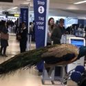 a peacock standing on a machine in an airport
