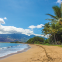 a beach with palm trees and water