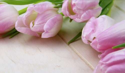 a group of pink tulips on a wooden surface