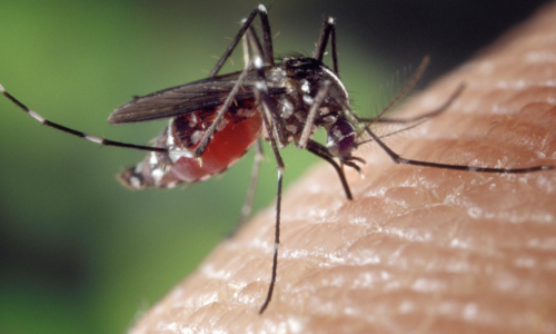 a close-up of a mosquito