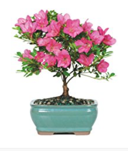 a small pink flowered plant in a blue pot