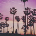 a group of palm trees with a pink sky