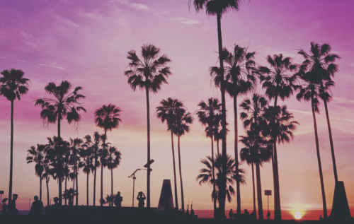 a group of palm trees with a pink sky