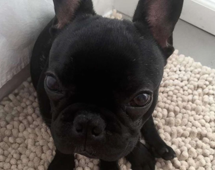 a black dog sitting on a carpet