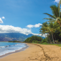 a beach with palm trees and water