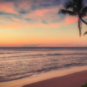 a palm tree on a beach