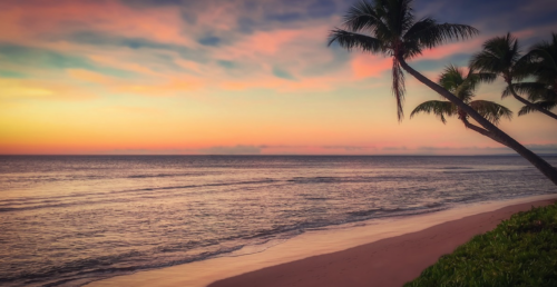 a palm tree on a beach