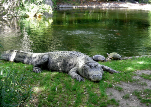 a crocodile and turtles by a body of water