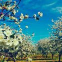 a group of white flowers on trees