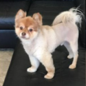 a dog standing on a couch