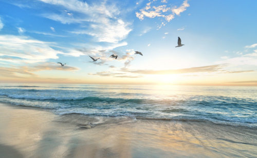 birds flying over a beach