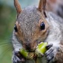 a squirrel eating a plant