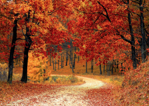 a road through a forest with red and orange leaves