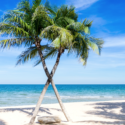 palm trees on a beach