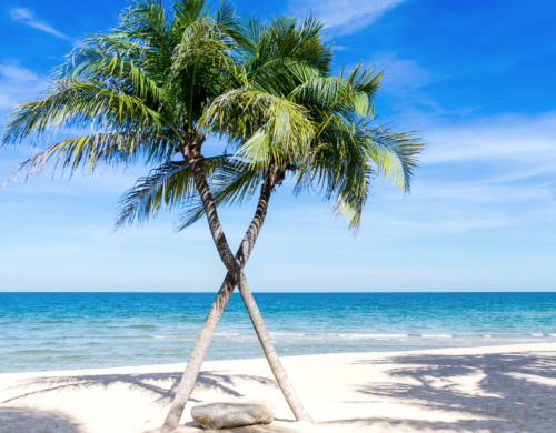 palm trees on a beach