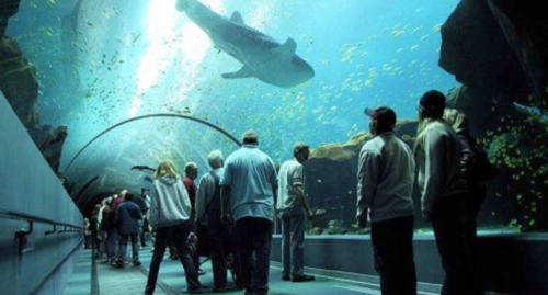 a group of people looking at a shark swimming in a tank