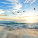 birds flying over a beach