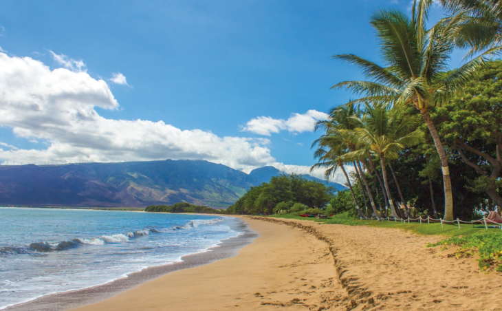 a beach with palm trees and water