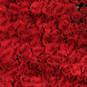 a large group of red roses