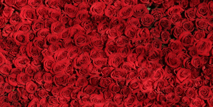 a large group of red roses