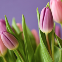 a close up of purple and pink tulips