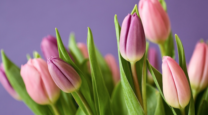 close-up of purple and pink tulips