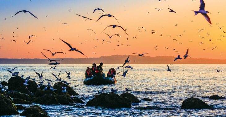 a group of people on a boat with birds flying over it