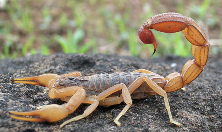 a scorpion on the ground