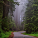 a road through a forest